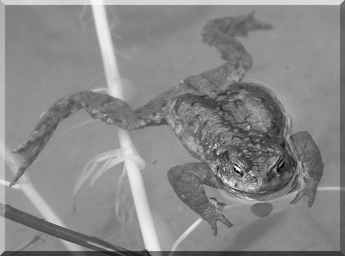 Push Da Frogg!!