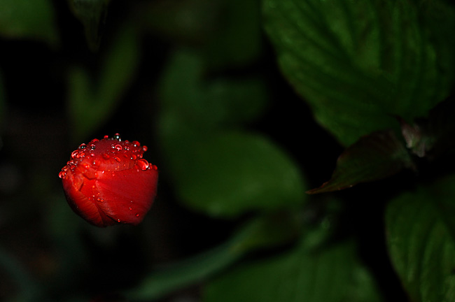 uplakaný pan tulipán