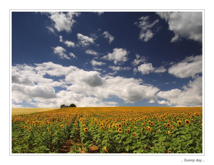 .. Sunny Day ..