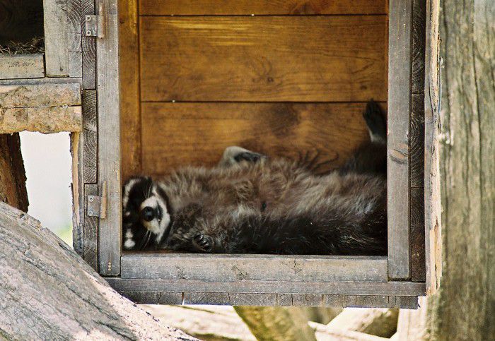 Poobedňajšia siesta