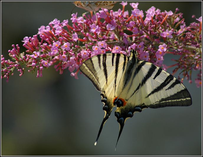 Motýl -,, nějakej\"