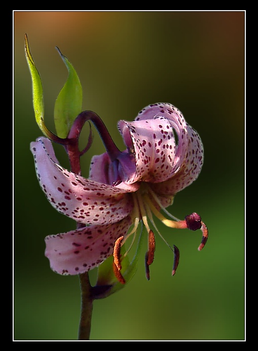LilieIV