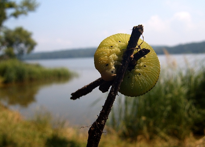 Tak a mužu se zakuklit:-))