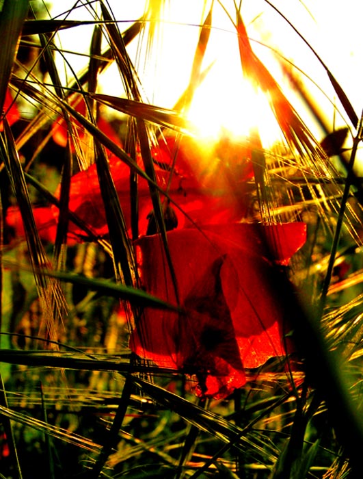 ..a ten den Slunce poslalo nitě do všech konců světa***