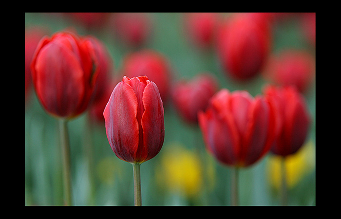 Tulipánová