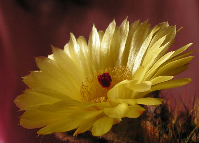 Kaktus