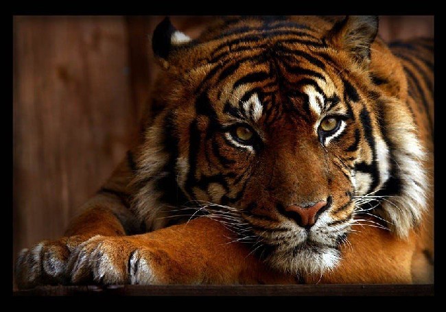 Tiger Sumatransky