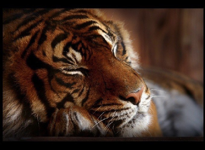 Sweet dreams