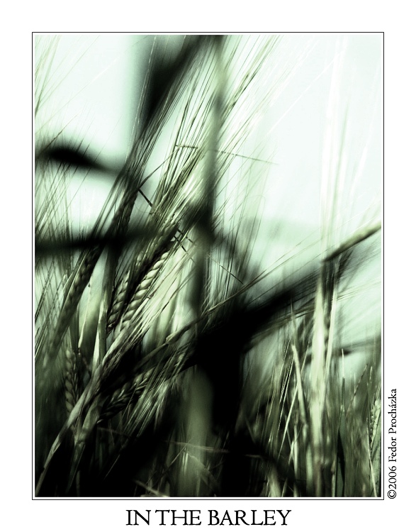 In the Barley
