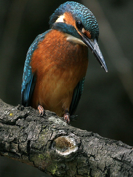 Ledňáček říční-Alcedo atthis