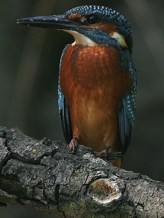 Ledňáček říční-Alcedo atthis