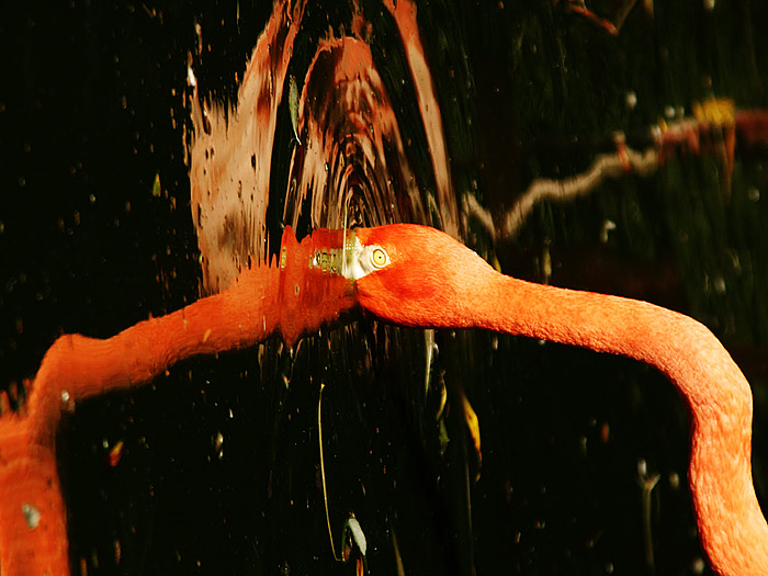  star gate (hvězdná brána )