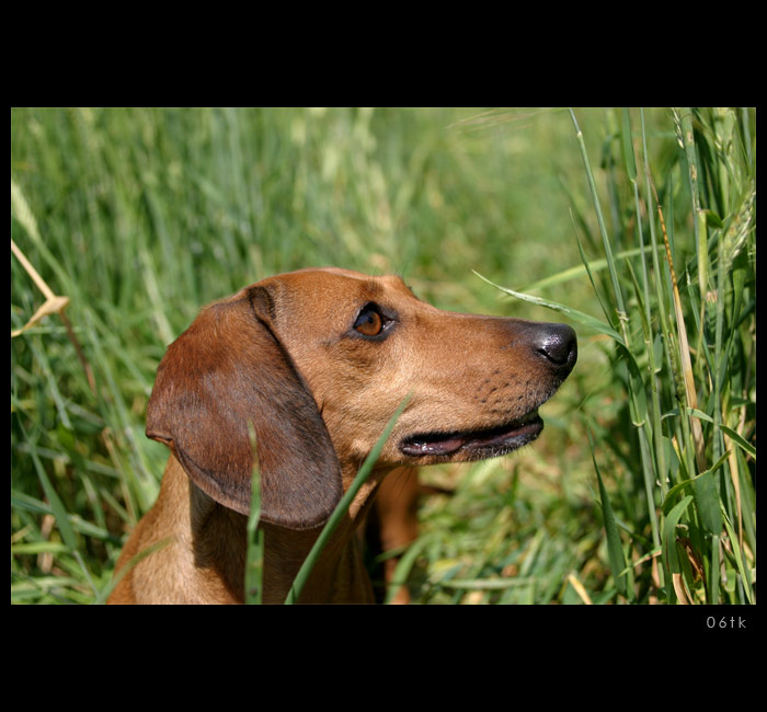 * Kde je paníček..