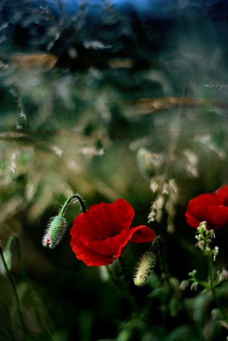 .. klaunovo pozdní odpoledne ..