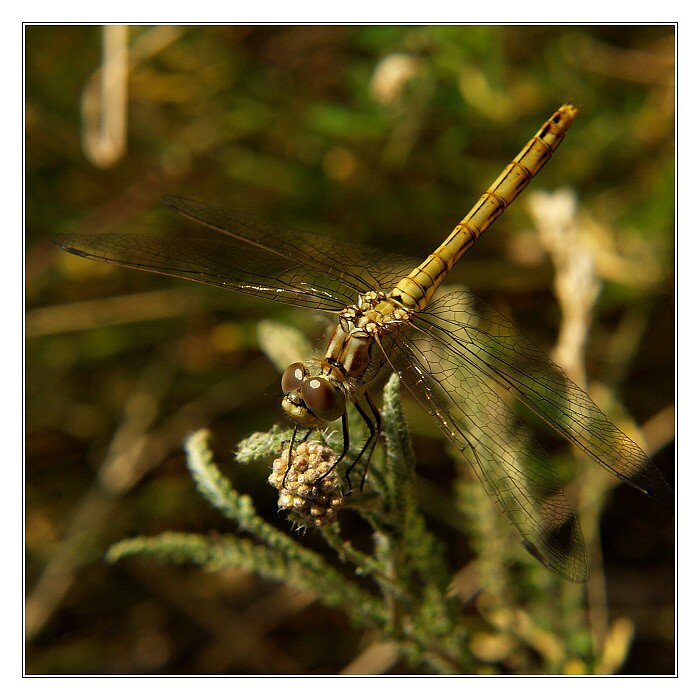 ...zastavení  vážky...