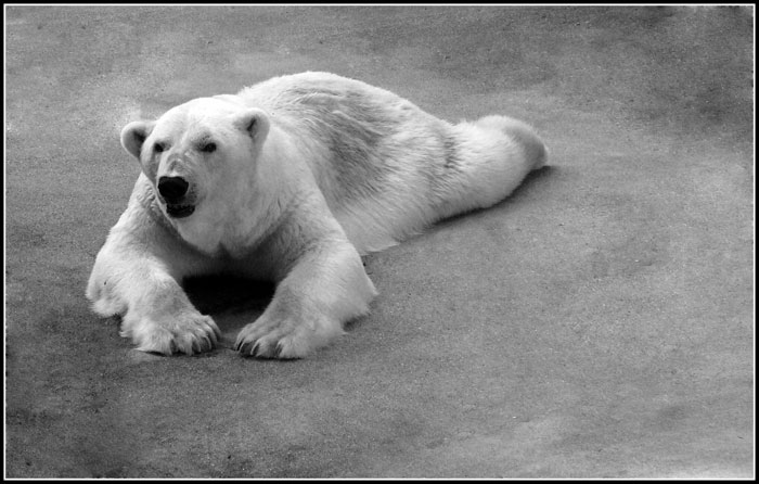 Polar bear