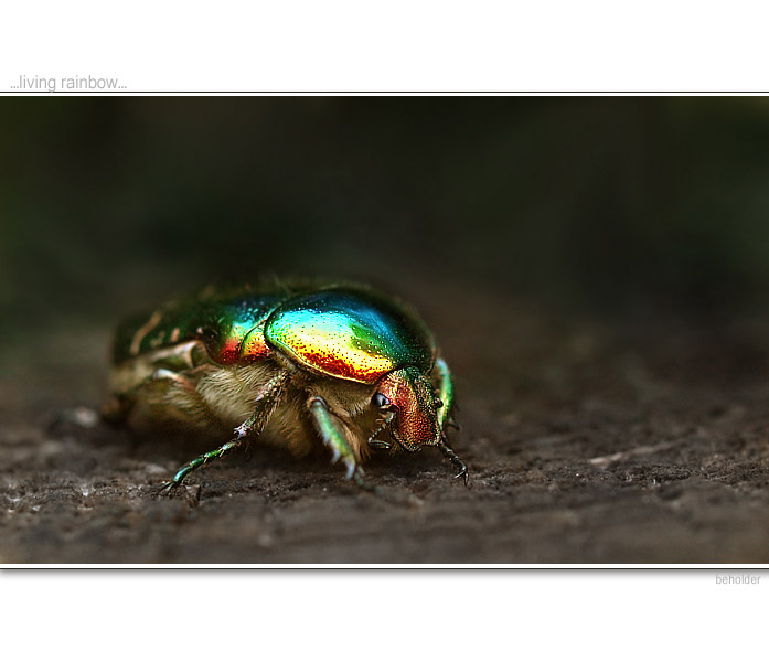 ...living rainbow...