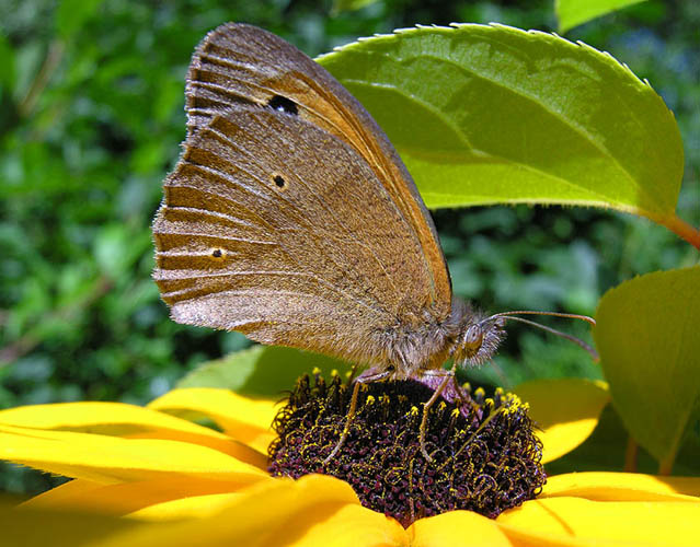 a ještě jeden motýl...