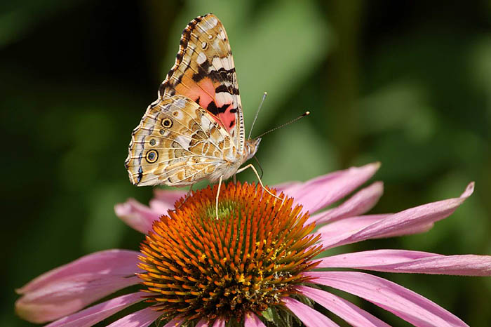 motyl