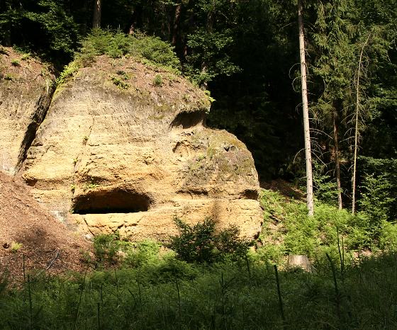 věčná gorila