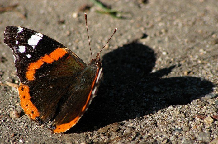 Prý tu někdo viděl Batmana :-)