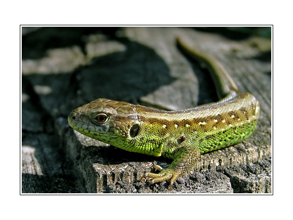 Ještěrka obecná /Lacerta agilis/