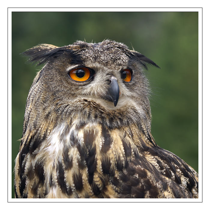 Bubo Bubo