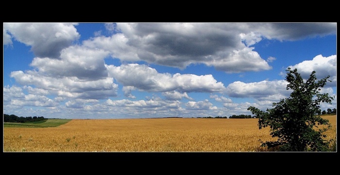 Summer Day