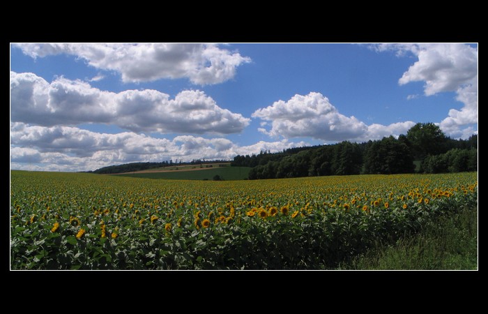 Tanečnice