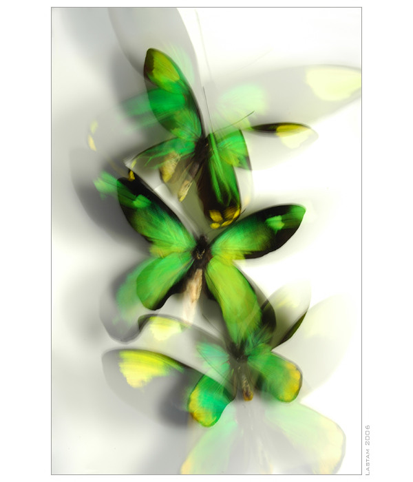 Queen Victoria´s birdwings