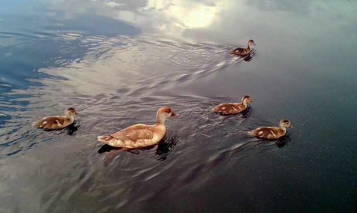 Kačičky na prechádzke