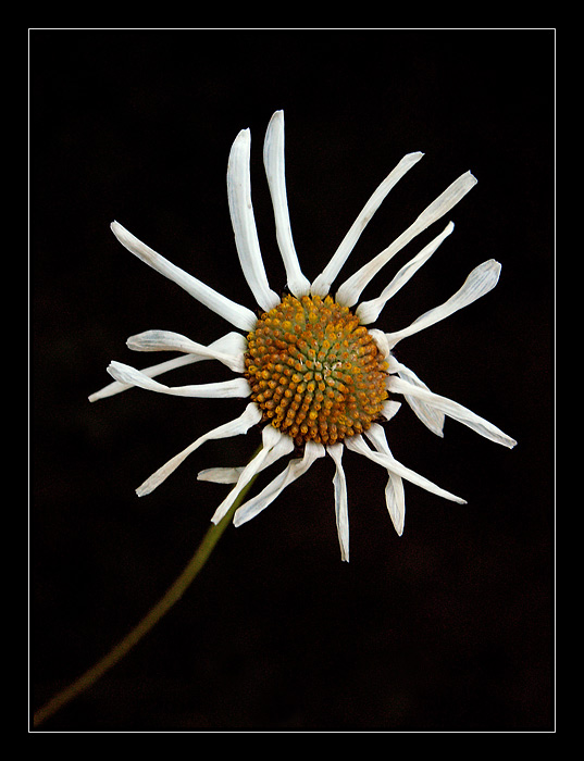 k tomu kadeřníkovi už nepůjdu
