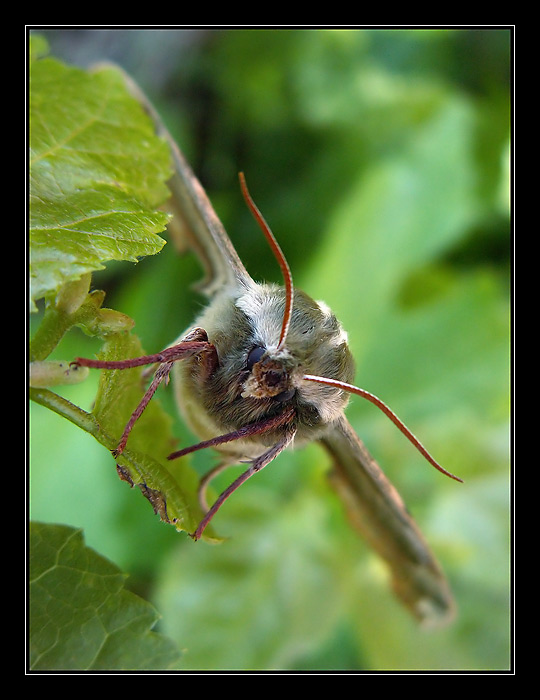 Lipák, alias airbus