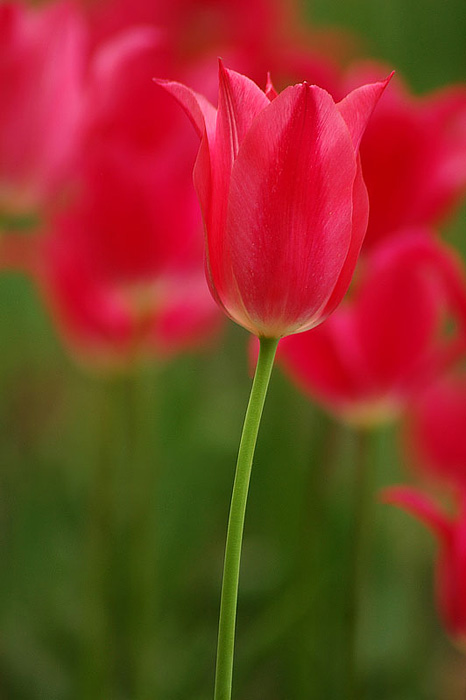 Tulip
