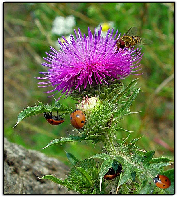 kolektivní souhra...