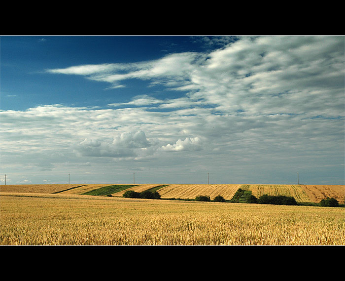 field