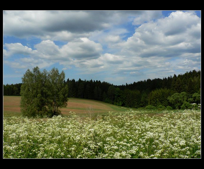 Krajina s břízou
