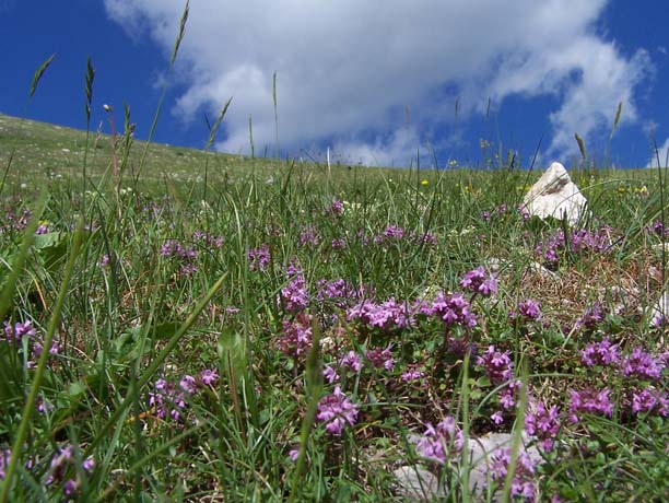 Jedna alpská stráň...