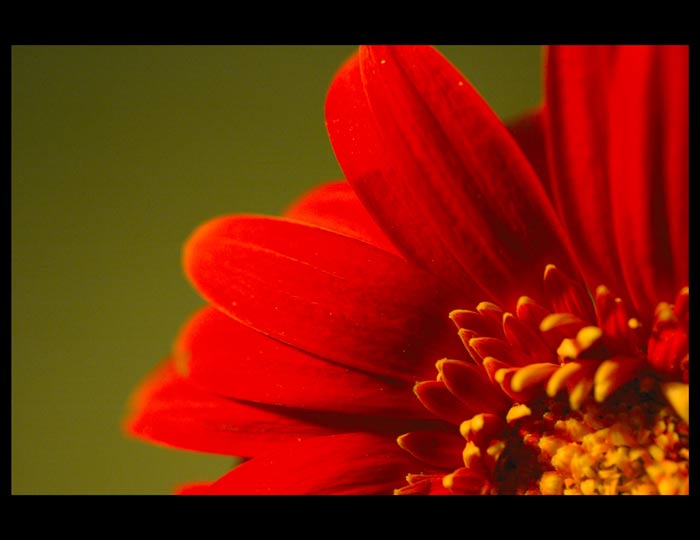 Gerbera
