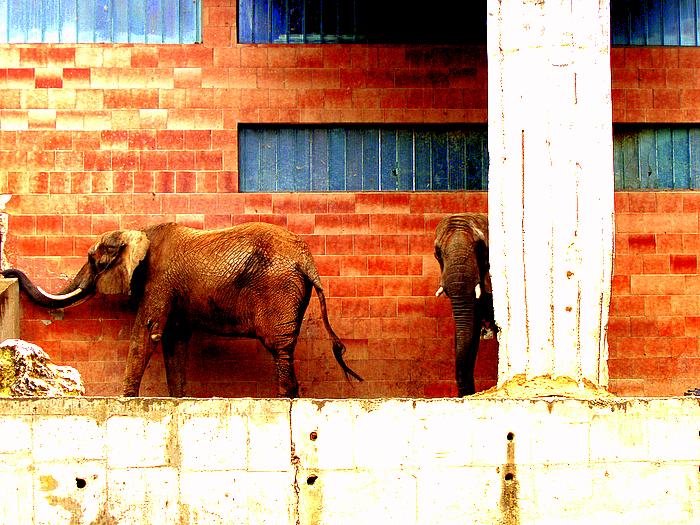 elephants