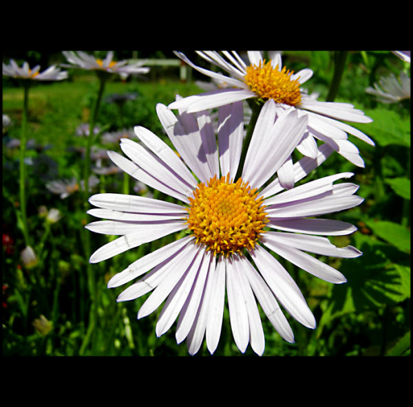 ...vezme si mě,nevezme si mě...