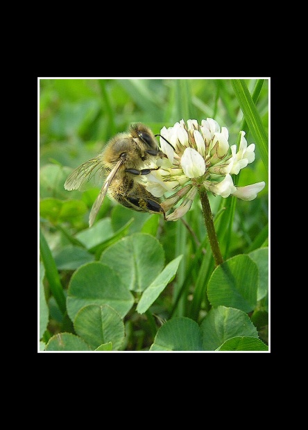 Pořád nemá dost ...