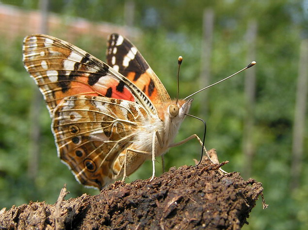 Babôčka bodliaková - Vanessa cardui L.