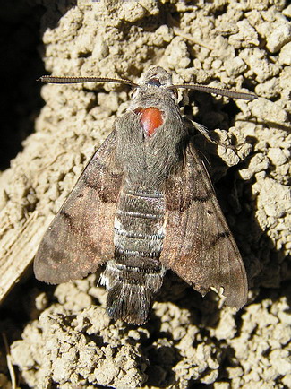 Lišaj marinkový - Macroglossum stellatarum L.