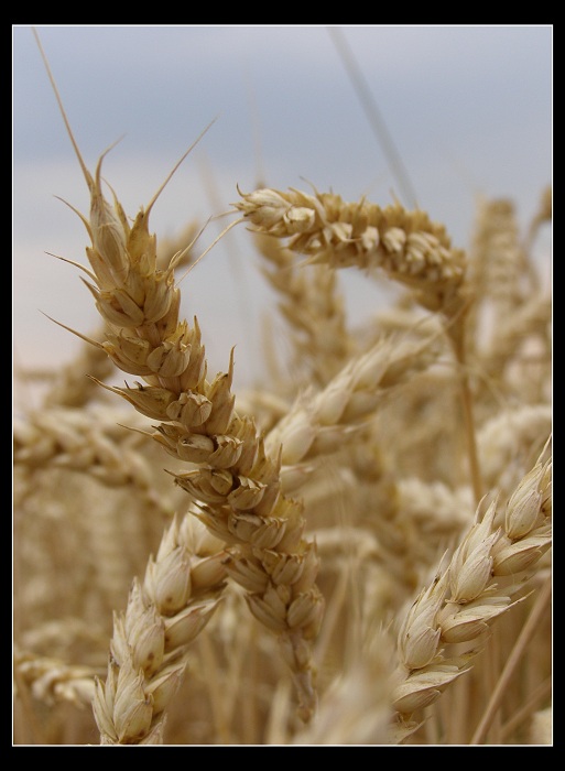 Jeden klásek z mnoha....