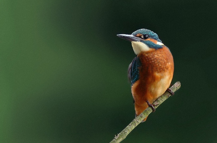 Alcedo atthis /slatinské momentky/