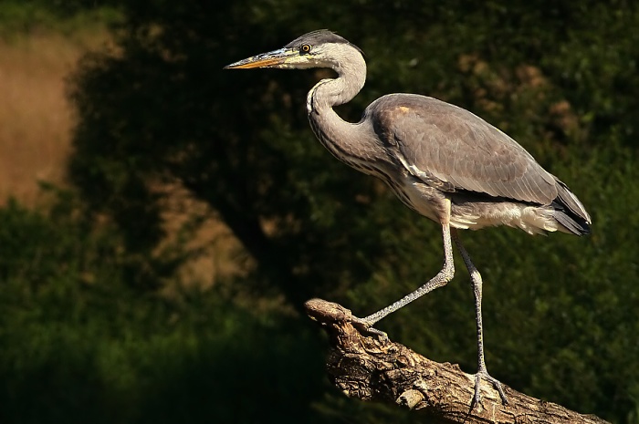 Ardea cinerea / Slatinské momentky /