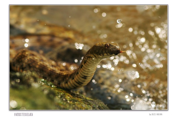 Natrix tesselata