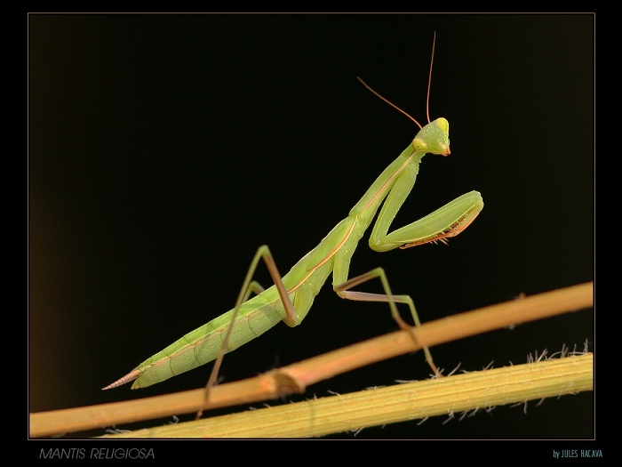Mantis religiosa