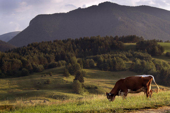 Milka nebyla vždycky fialová,  děti!